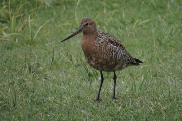 Wildlife sightings for 25th April 2021